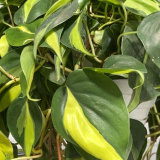 Philodendron Brasil plant in New York, New York