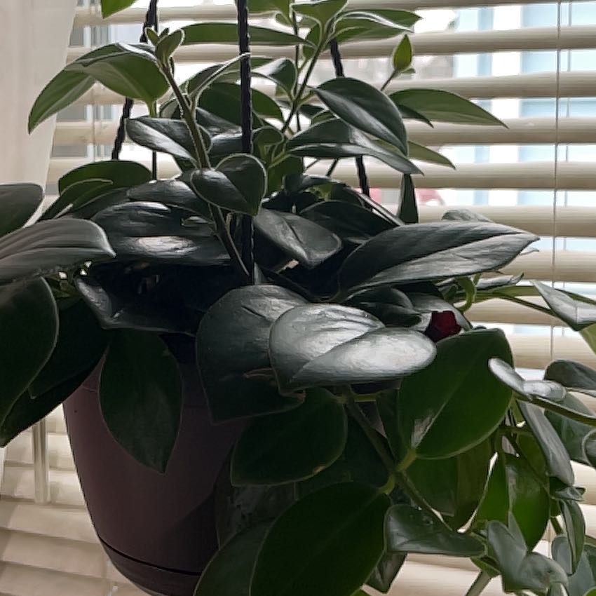 Healthy Lipstick Plant in a hanging pot near a window with dark green, glossy leaves.