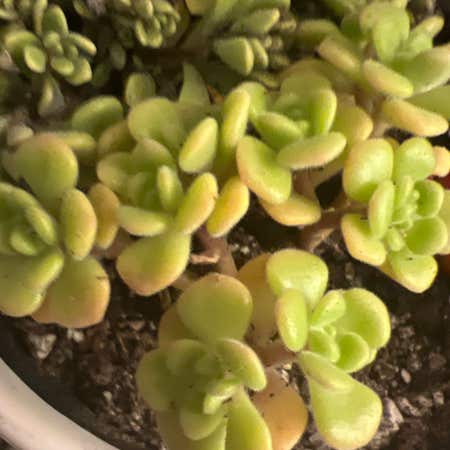 Photo of the plant species Gouty Houseleek by @ScrumptiousMint named Your plant on Greg, the plant care app