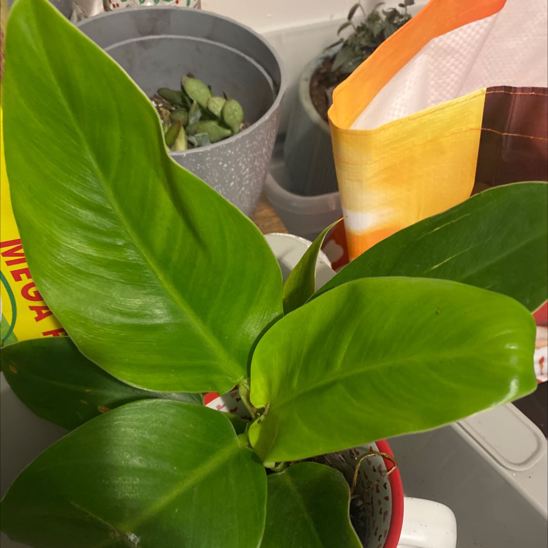 Philodendron 'Imperial Green' plant with vibrant green leaves in a pot.