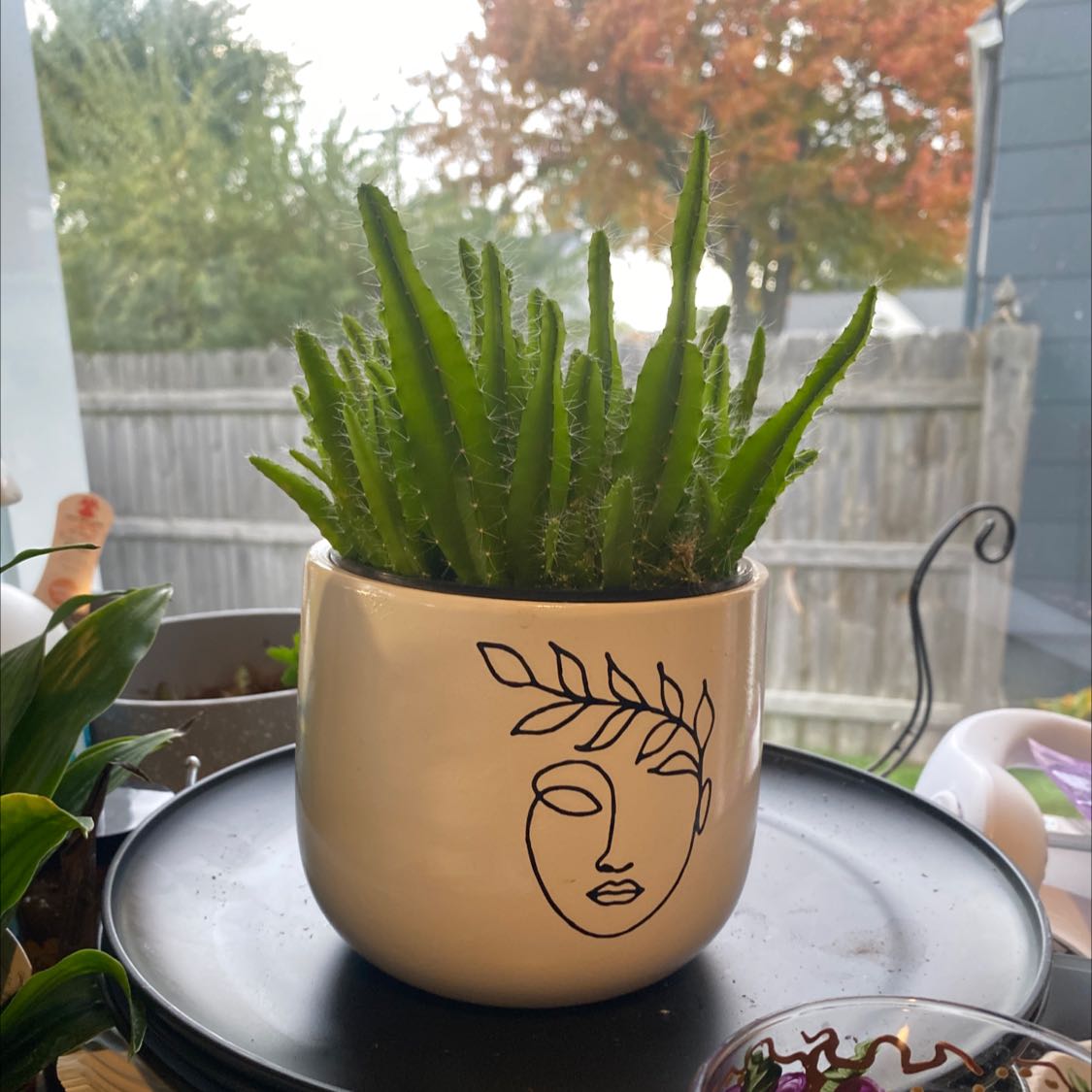 Lady-Finger Hedgehog Cactus in a decorative pot with a face design, healthy and well-framed.