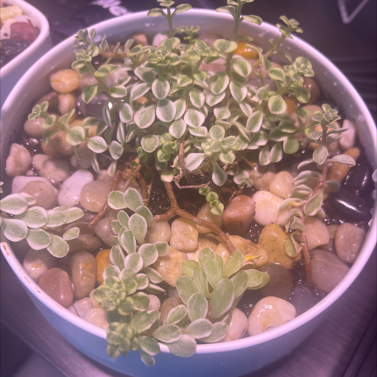Photo of the plant species Japanese Stonecrop by @sputnik1 named Snek on Greg, the plant care app