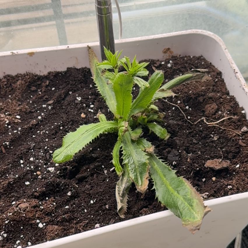 Photo of the plant species Recao by @RadWormseed named Sol on Greg, the plant care app