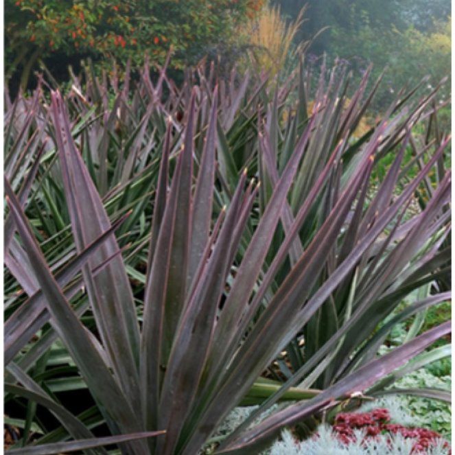 Photo of the plant species Mangave Spotty Dotty by @AproposRainbow named Clooney on Greg, the plant care app