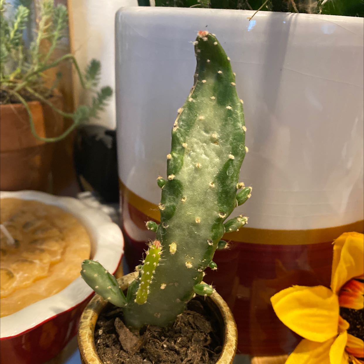 Cochineal Cactus in a small pot with visible soil, surrounded by other plants.