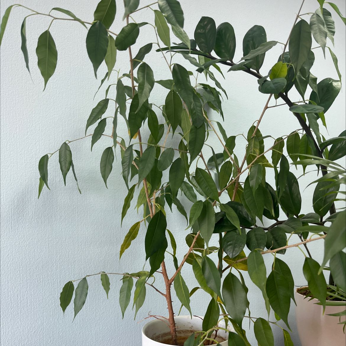 Photo of the plant species Weeping Fig by @LivelyRhodotus named Your plant on Greg, the plant care app