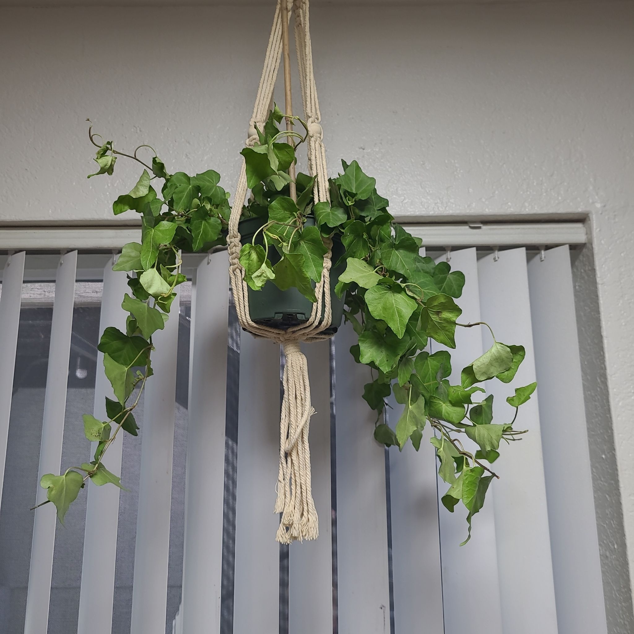Hanging Cape Ivy plant with vibrant green leaves in a well-lit room.