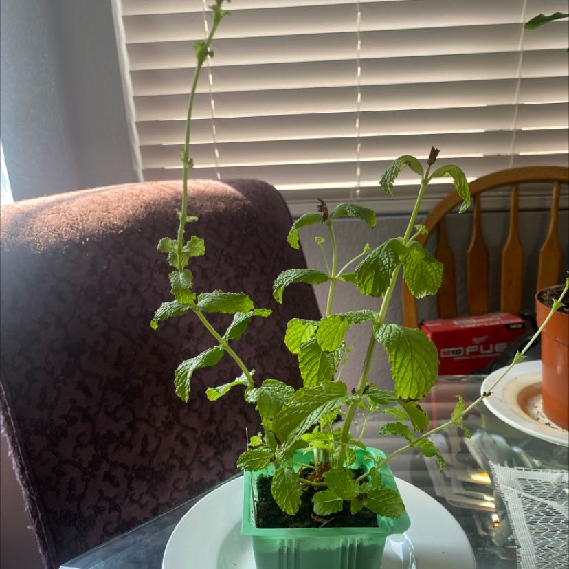 Mojito Mint plant in a green pot on a white plate with slight browning on some leaves.
