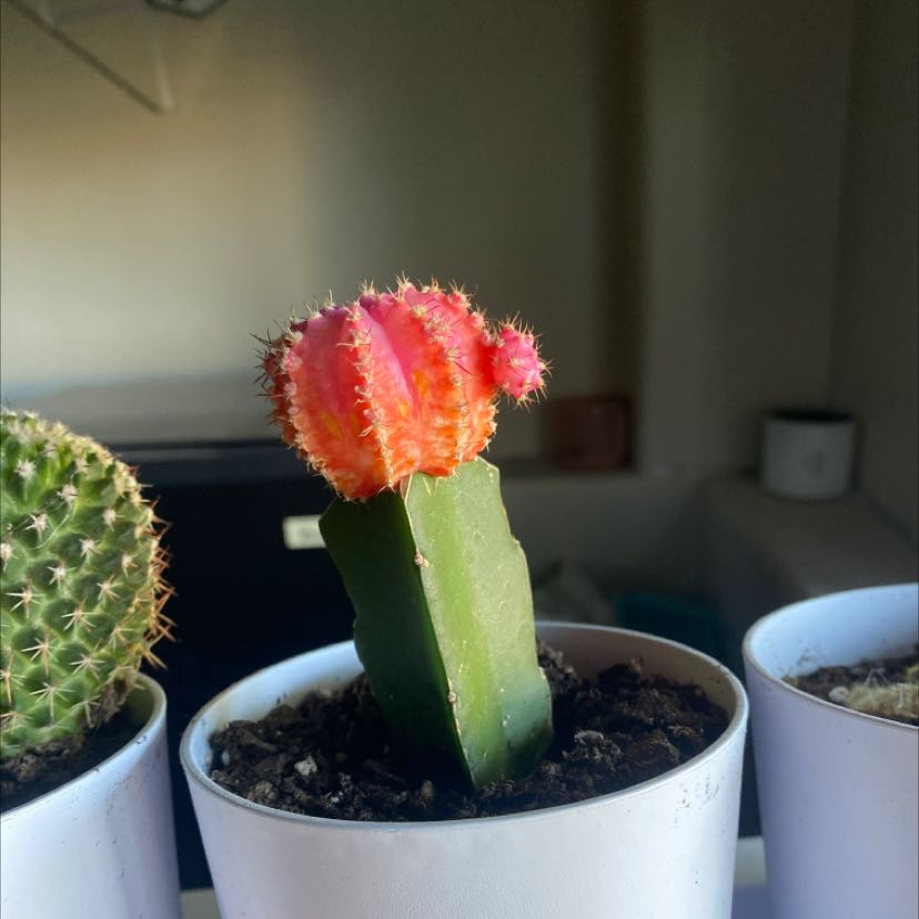 Photo of the plant species Moon Cactus by @SturdyTropical named Your plant on Greg, the plant care app