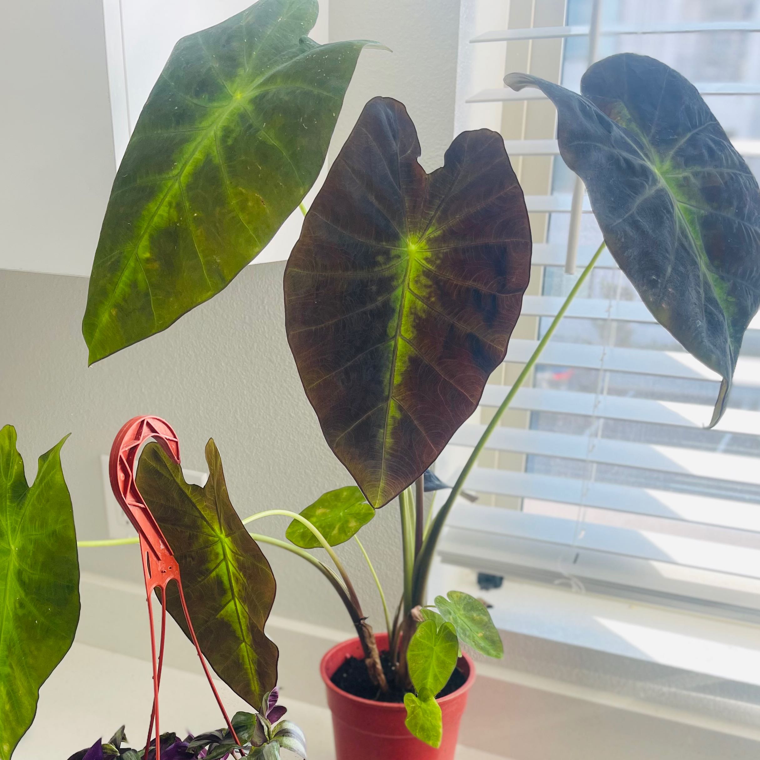 Photo of the plant species Taro by @StarTaraire named Black Beauty on Greg, the plant care app