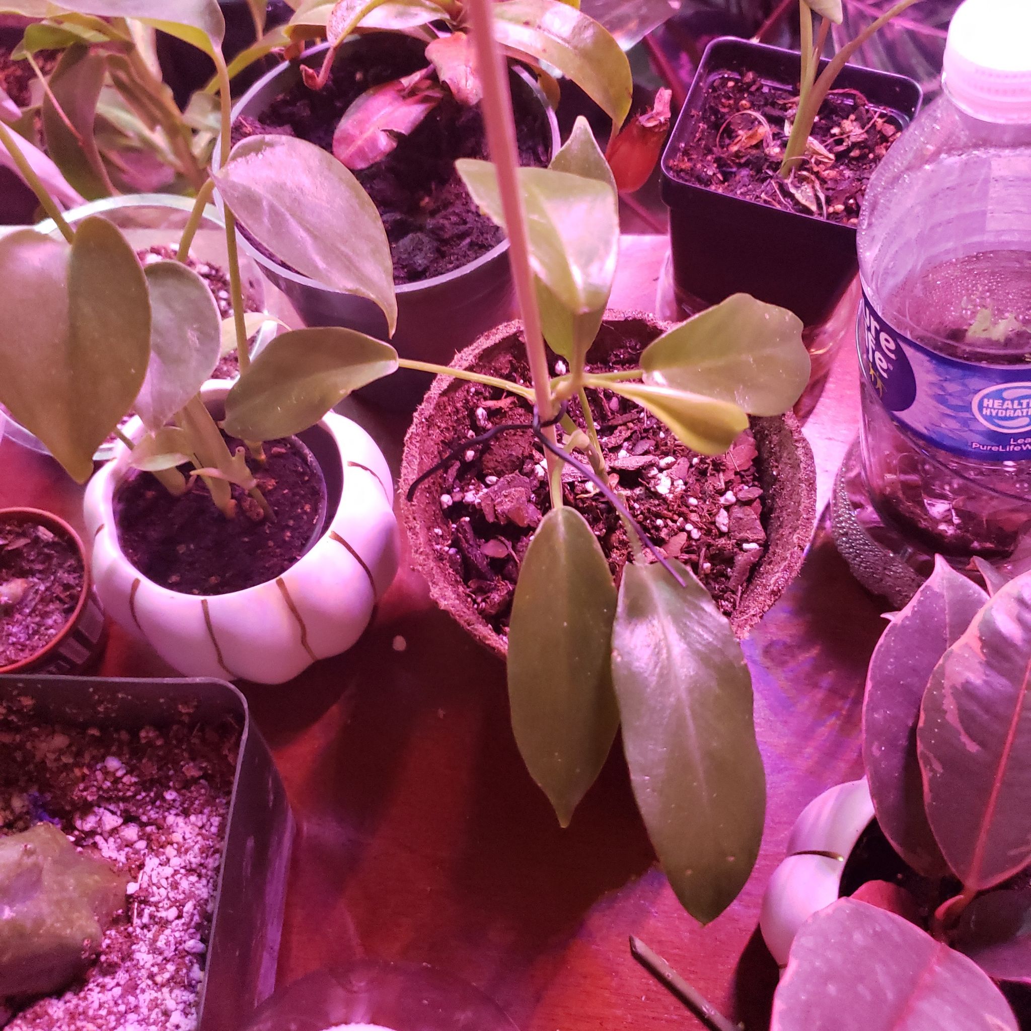 Photo of the plant species Philodendron squamicaule by @Daninikkijackie named Marilyn on Greg, the plant care app