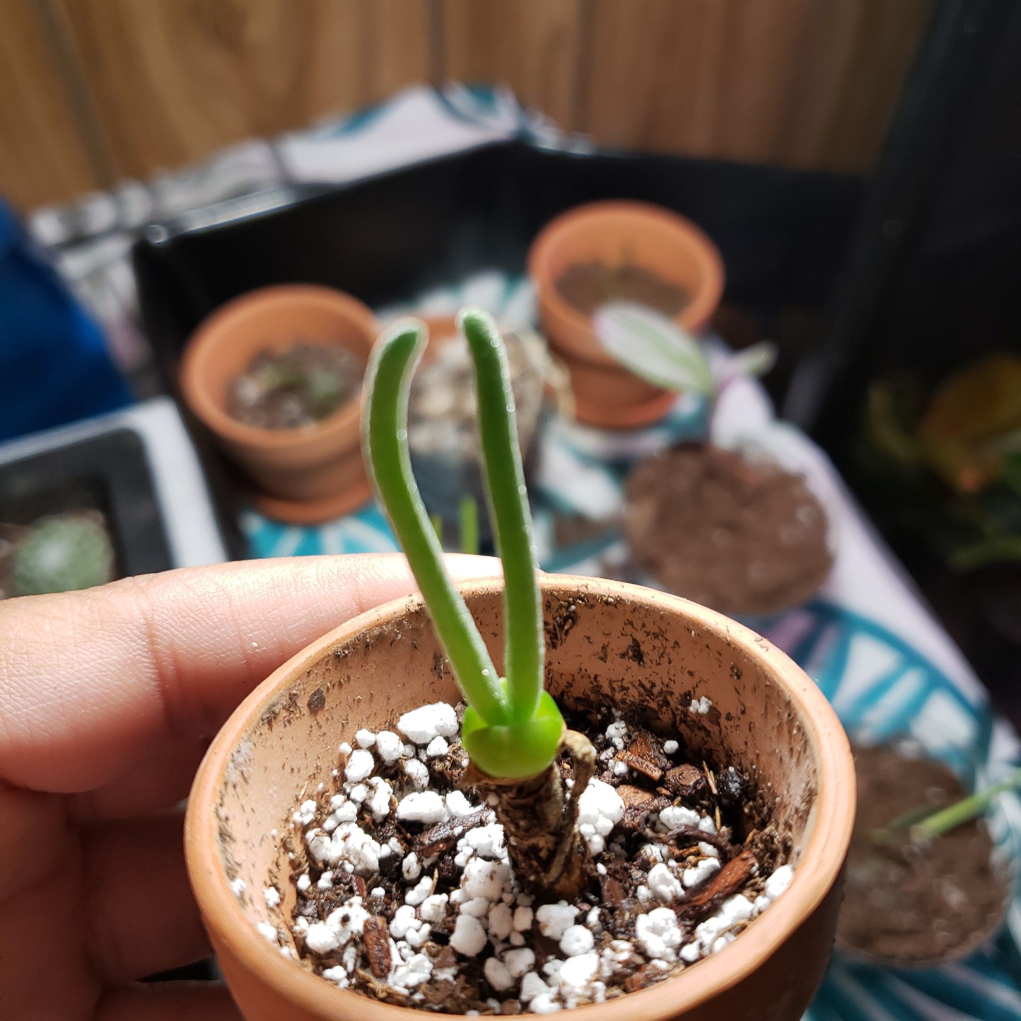 Photo of the plant species Bunny Ear Succulent by @Daninikkijackie named Sproutacus on Greg, the plant care app