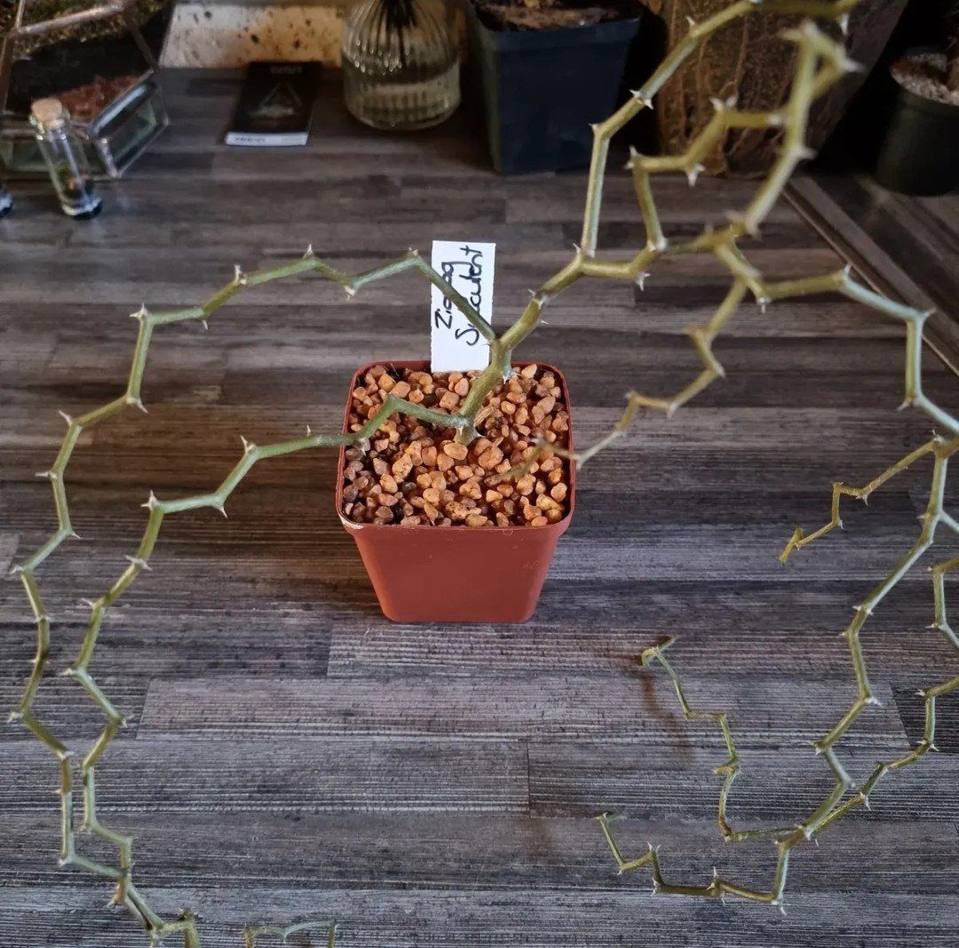 Photo of the plant species Zig Zag Plant by @UberDamsii named Zig Zag Succulent on Greg, the plant care app