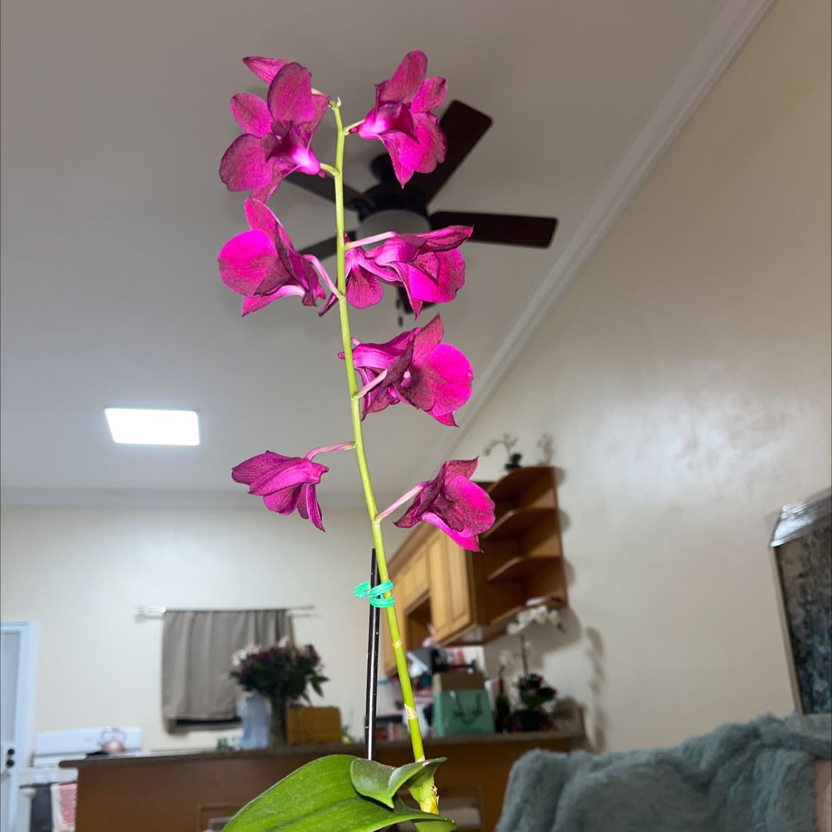 Photo of the plant species Delphinium ambiguum by @SteadyArnoseris named Baby girl on Greg, the plant care app