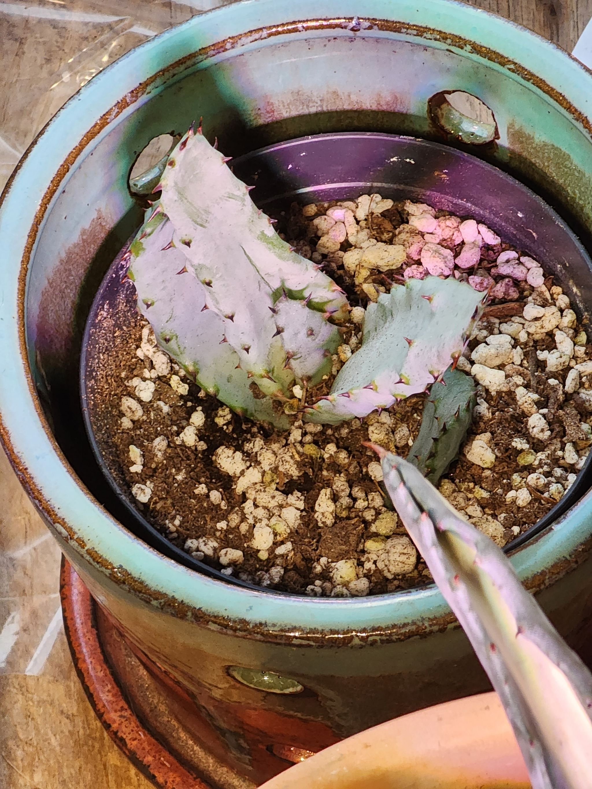 Photo of the plant species Red Hot Poker Aloe by @DebonairRosilla named Delilah on Greg, the plant care app