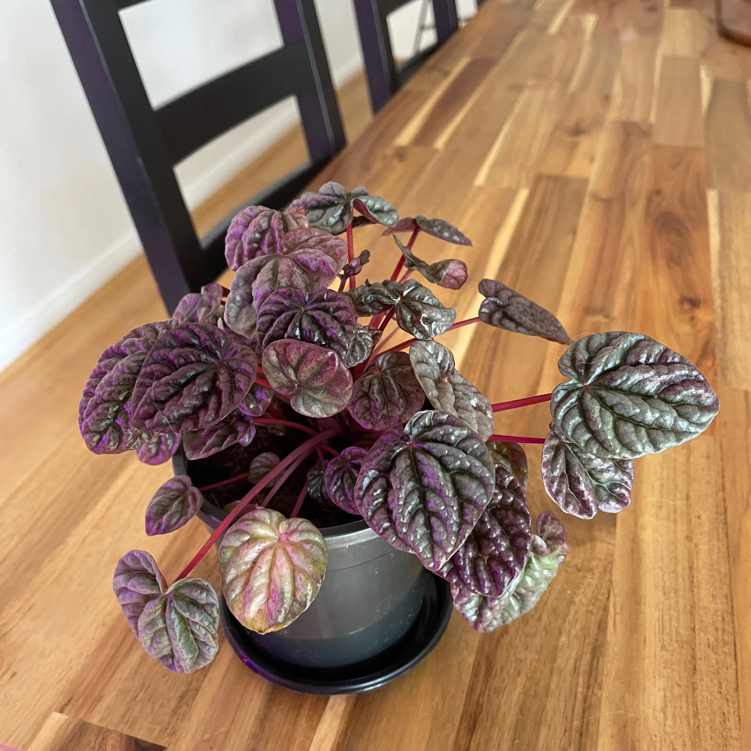 Photo of the plant species Peperomia marmorata by @Zanthemum named Harry on Greg, the plant care app