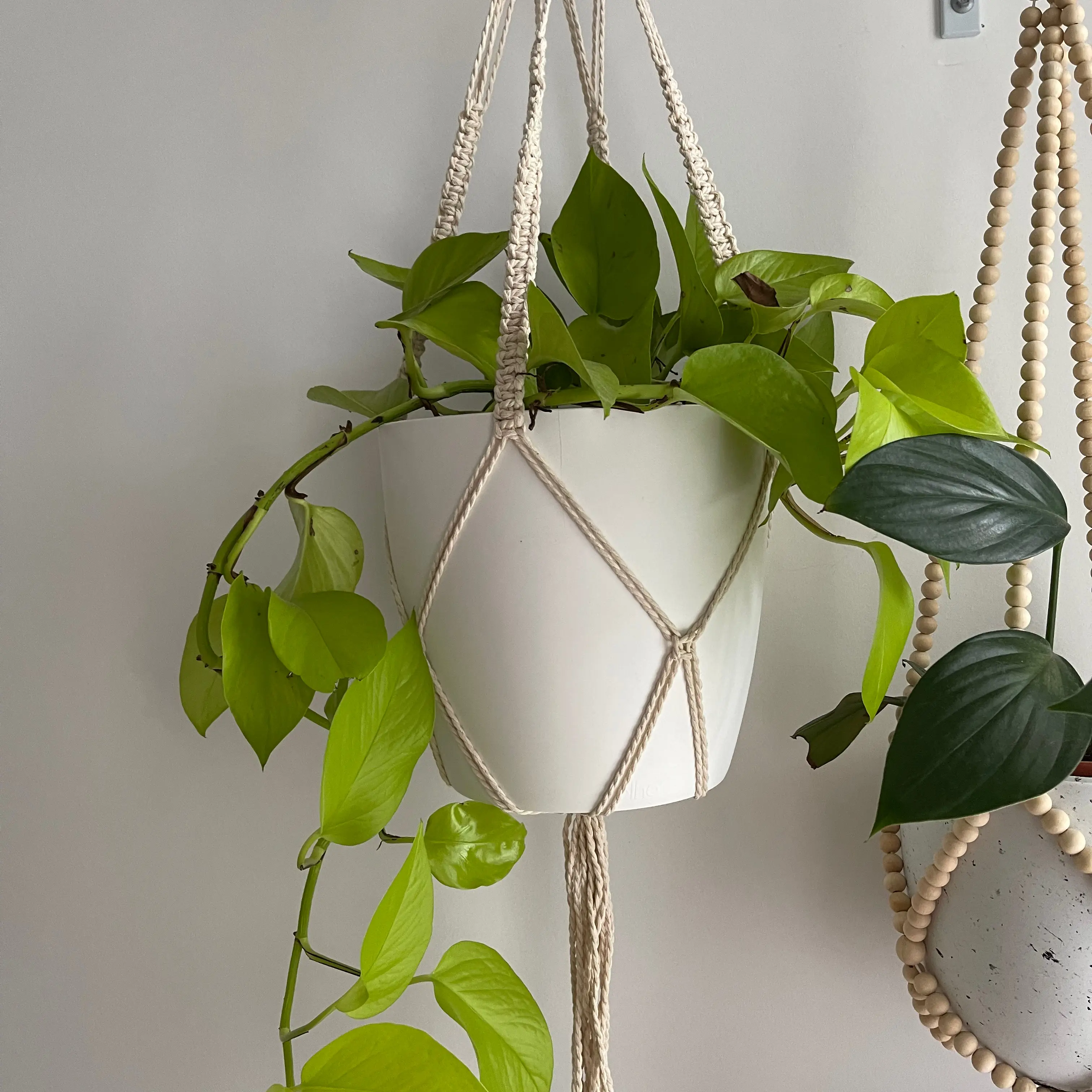 Photo of the plant species Epipremnum aureum 'Goldilocks' by @Zanthemum named Goldie on Greg, the plant care app
