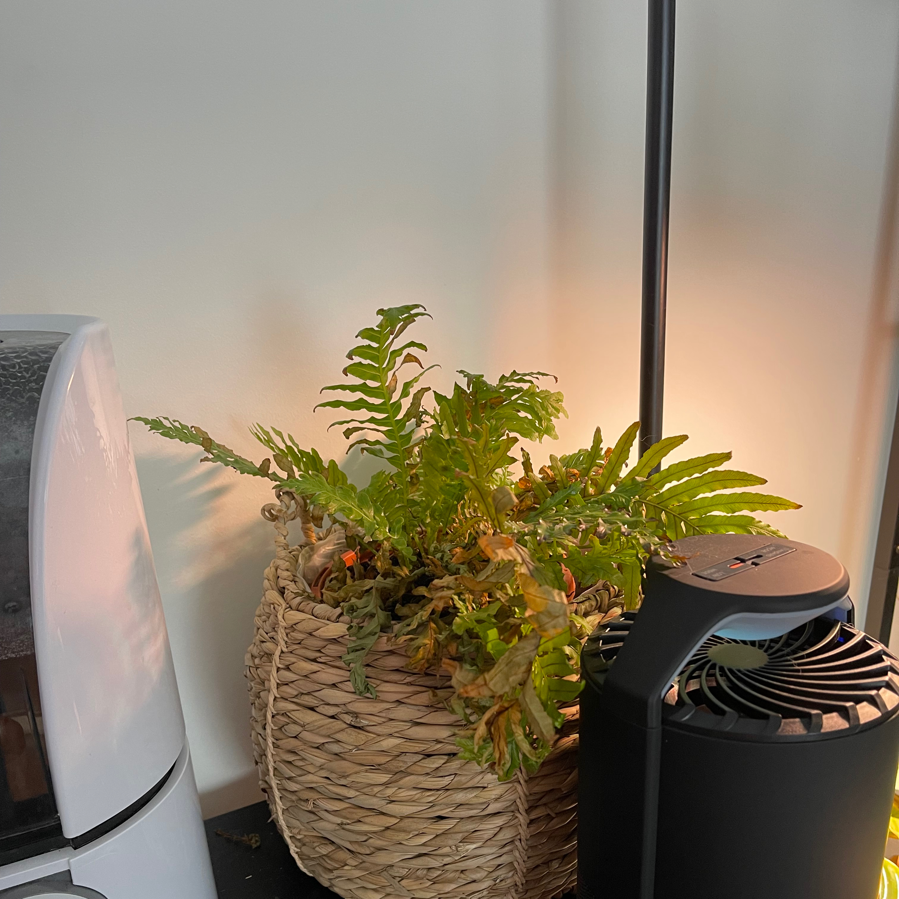 Silver Lady Fern in a woven basket with some yellowing and browning leaves, placed indoors.