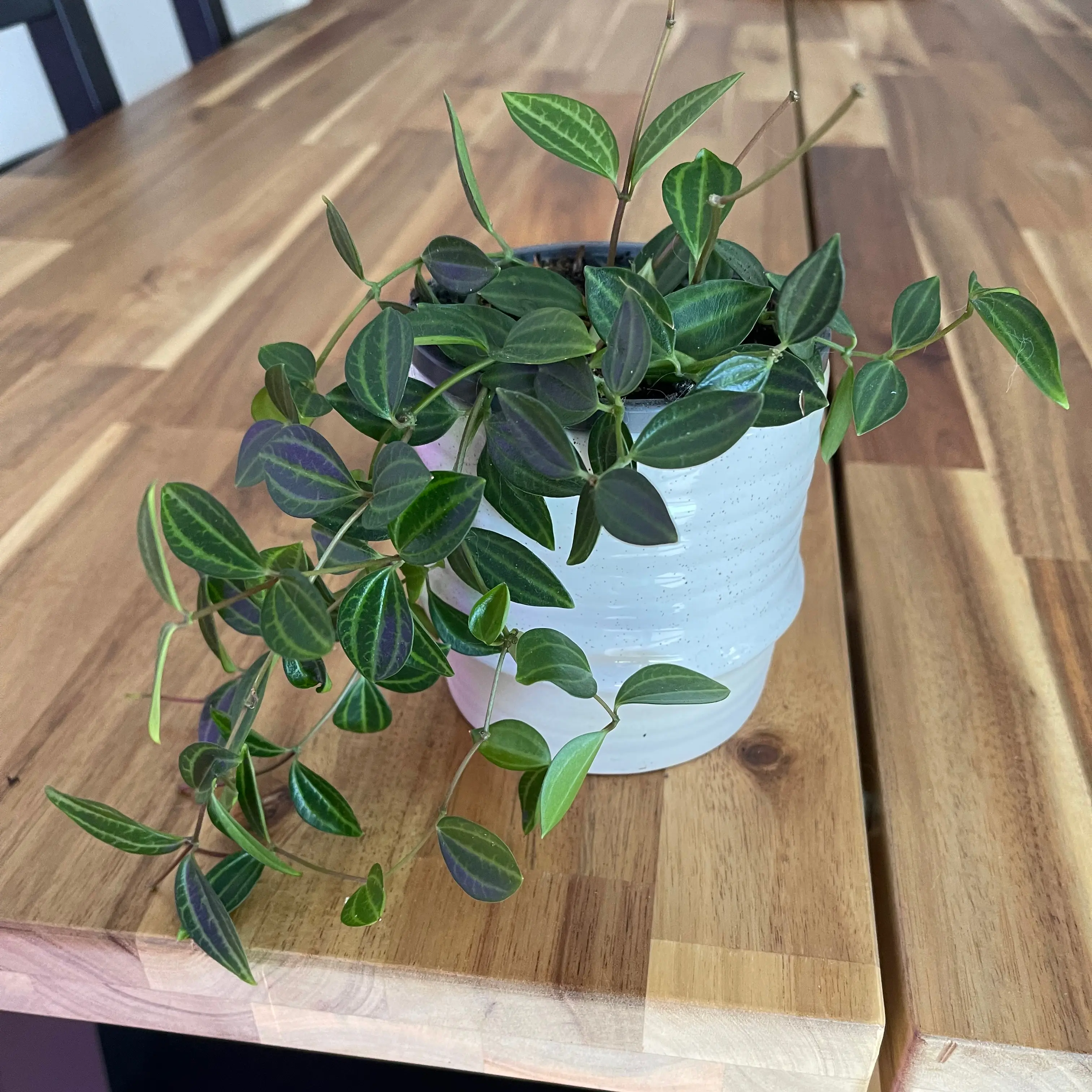 Photo of the plant species Raydiance Peperomia by @Zanthemum named Verde on Greg, the plant care app