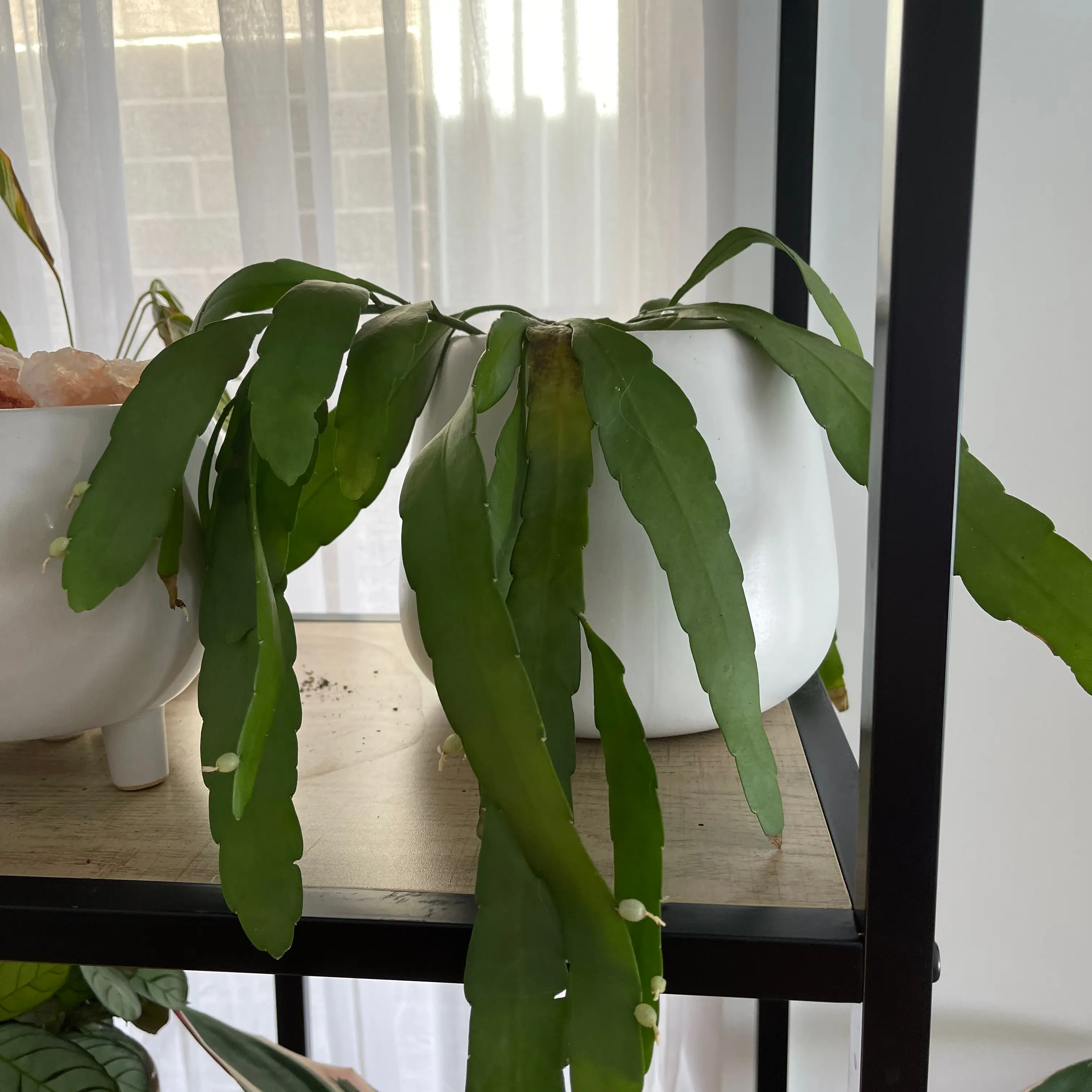 Photo of the plant species Red Coral Rhipsalis by @Zanthemum named Coral on Greg, the plant care app
