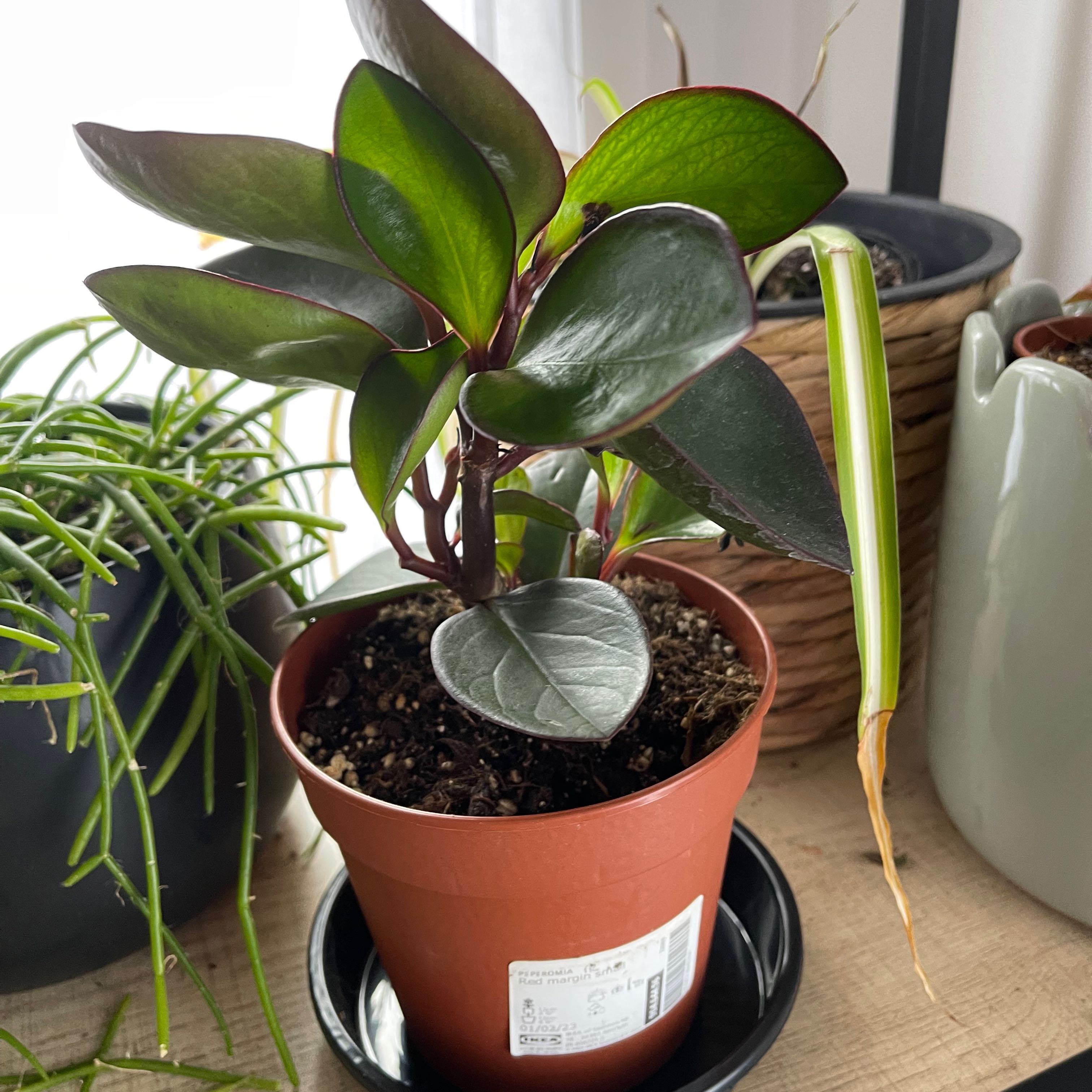 Peperomia Red Edge plant in a small pot with healthy green leaves edged in red.