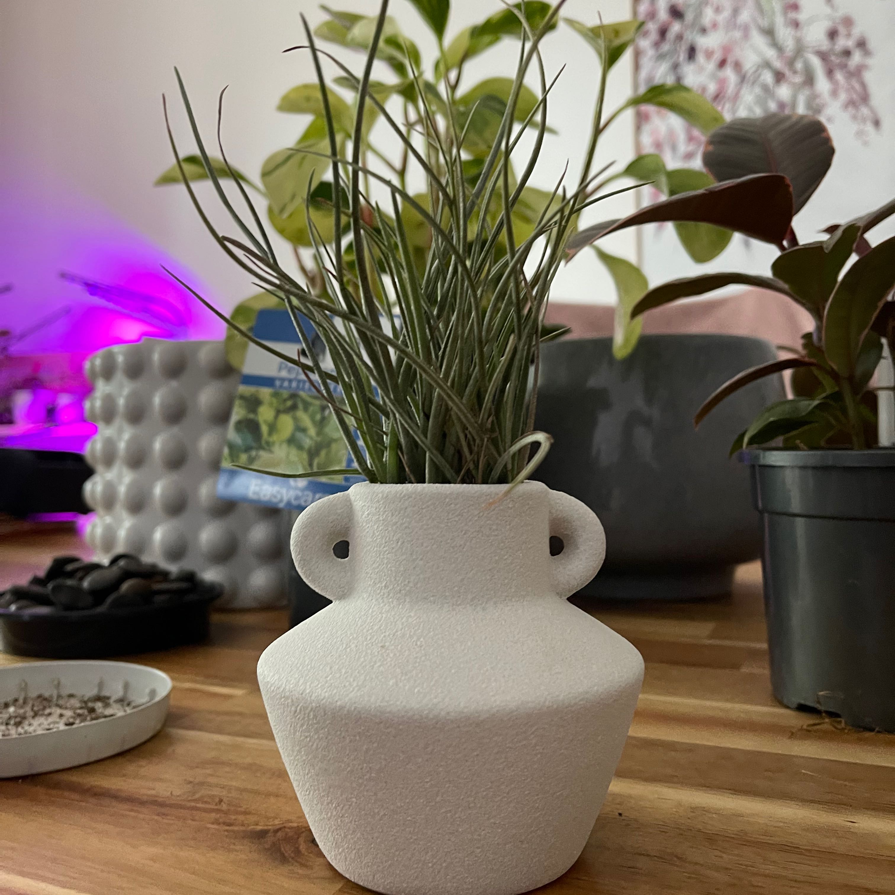 Photo of the plant species Tillandsia baileyi by @Zanthemum named Halley on Greg, the plant care app