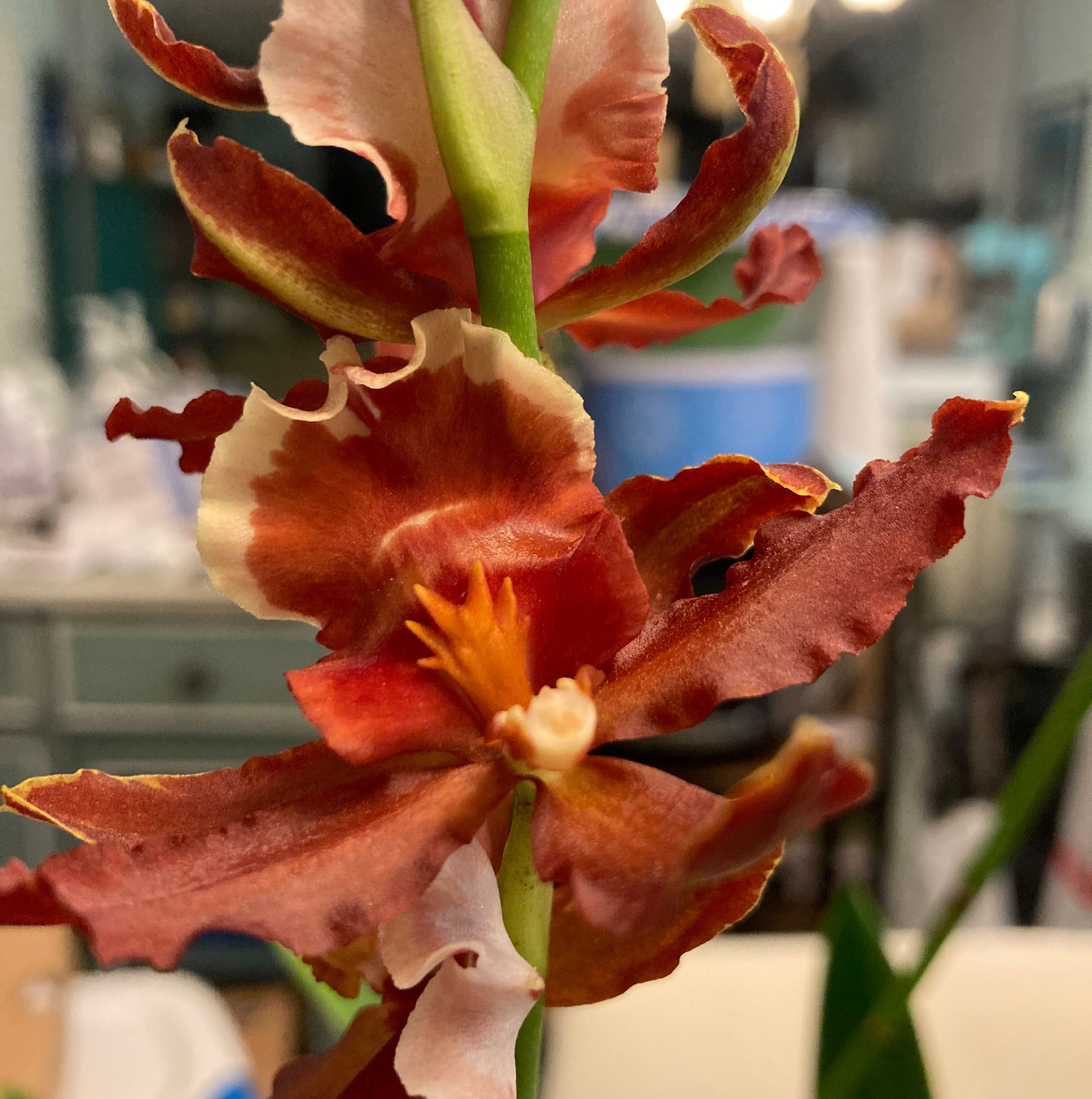 Photo of the plant species Oncostele 'Hilo' by @UpfrontHeather named Firecracker on Greg, the plant care app