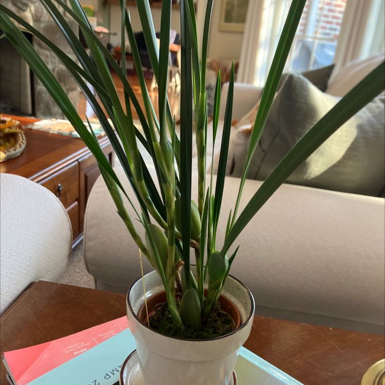 Photo of the plant species Maxillaria Orchid by @KnowingSeagrape named Yellow orchid on Greg, the plant care app