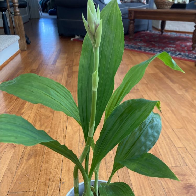 Plant care for Phaiocalanthe 'Kryptonite Leatha's Dream' on Greg, the plant care app