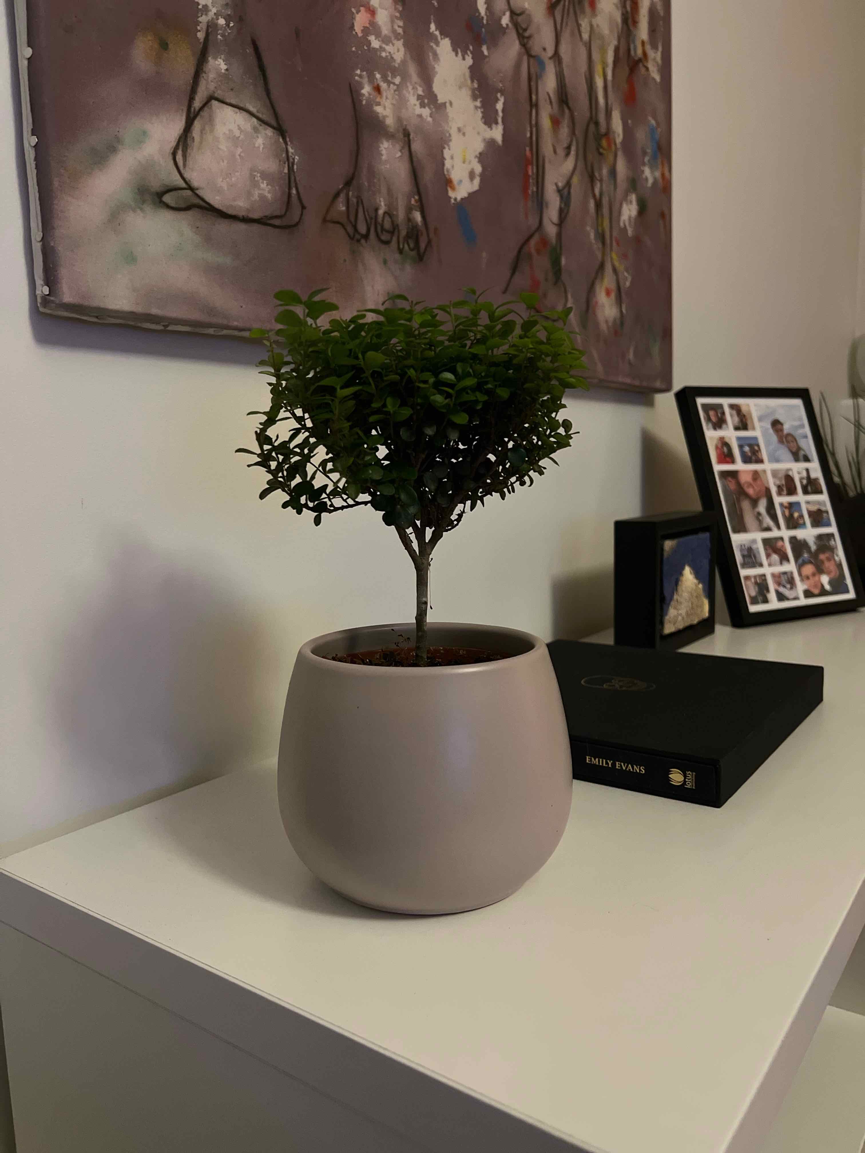 Plant care for Ardisia lankaensis on Greg, the plant care app