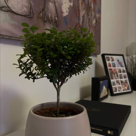 Photo of the plant species African-Boxwood by @GoldSagebush named Sir Plancelot on Greg, the plant care app