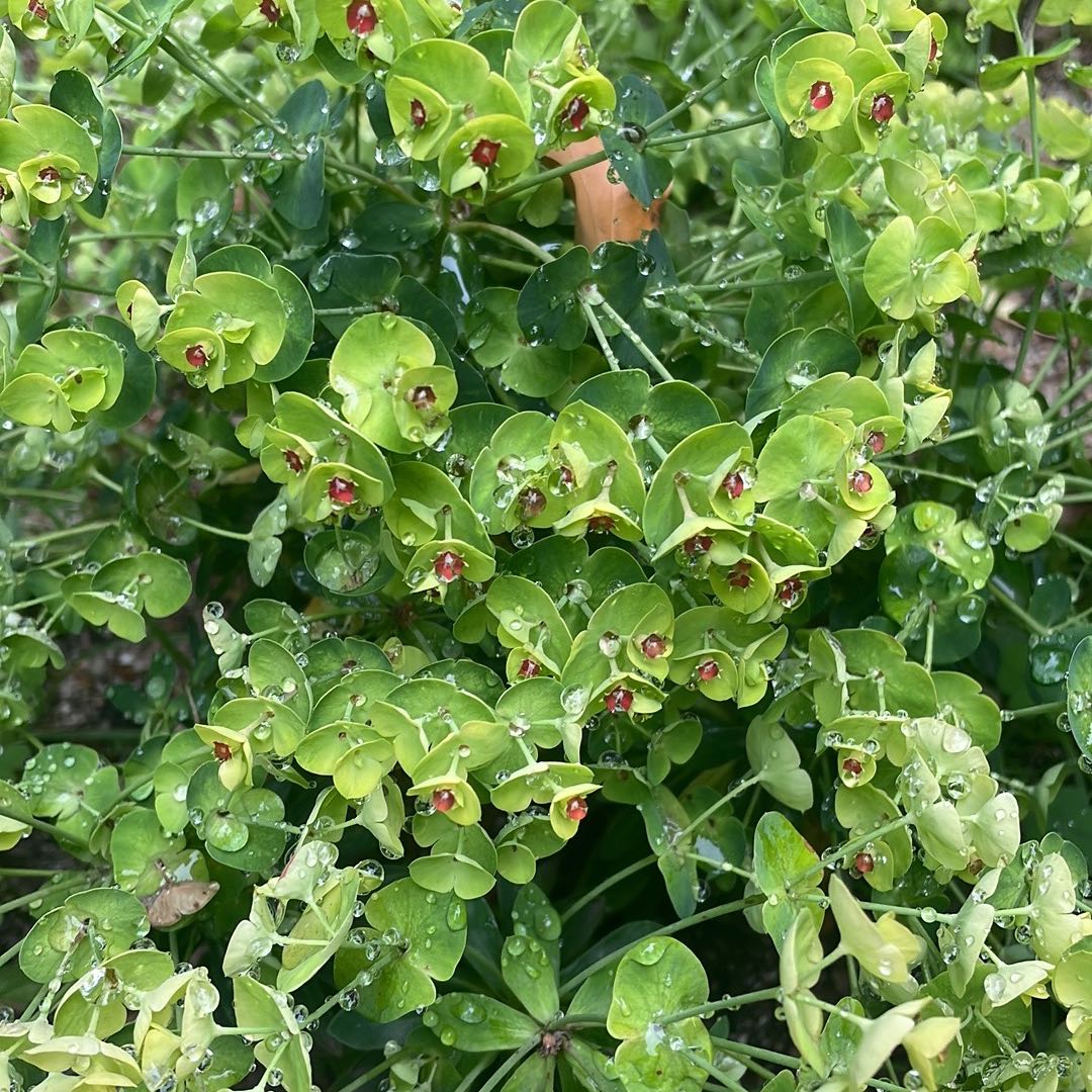 Healthy Myrtle Spurge with green leaves and red buds, covered in water droplets.