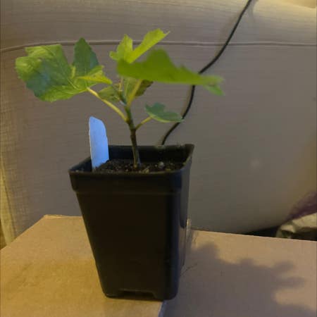 Photo of the plant species Negronne Fig by Manlylovevine named Elis on Greg, the plant care app