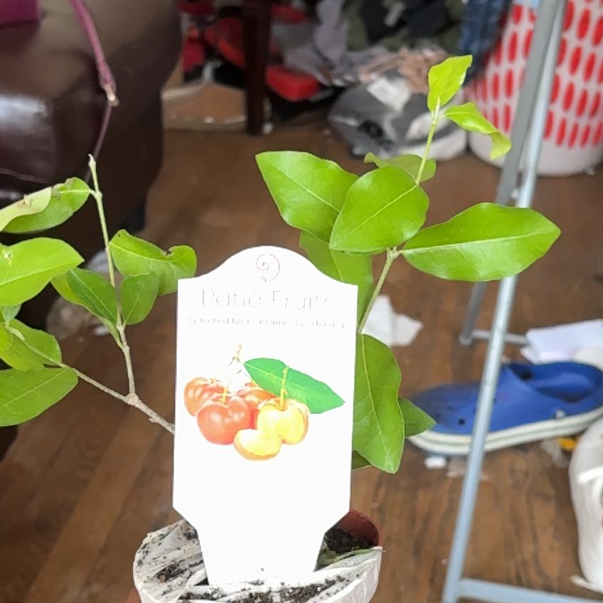 Photo of the plant species Barbados Cherry by @ManlyLovevine named Sherlock on Greg, the plant care app