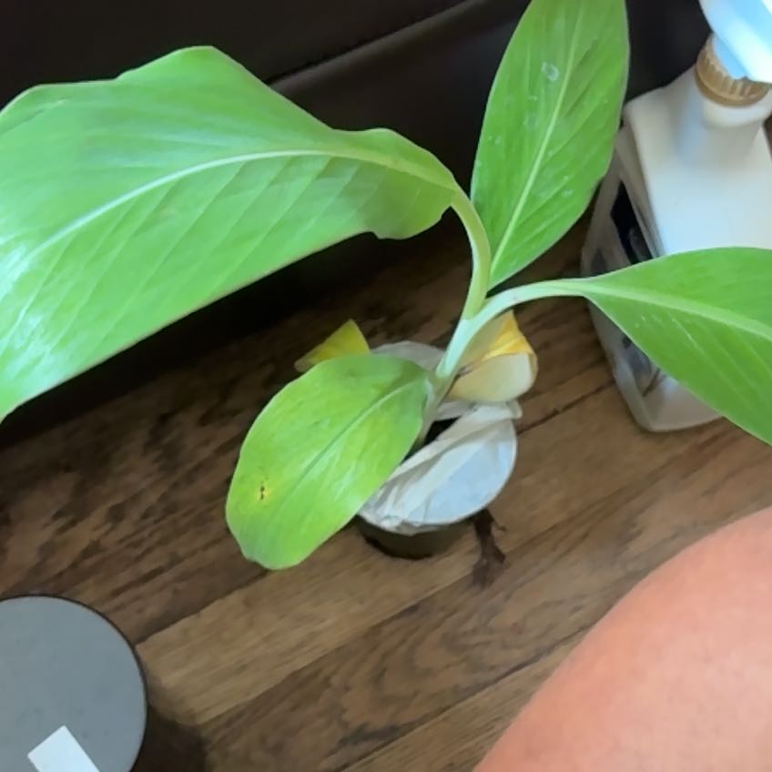 Photo of the plant species Blue Banana by @ManlyLovevine named Demi on Greg, the plant care app