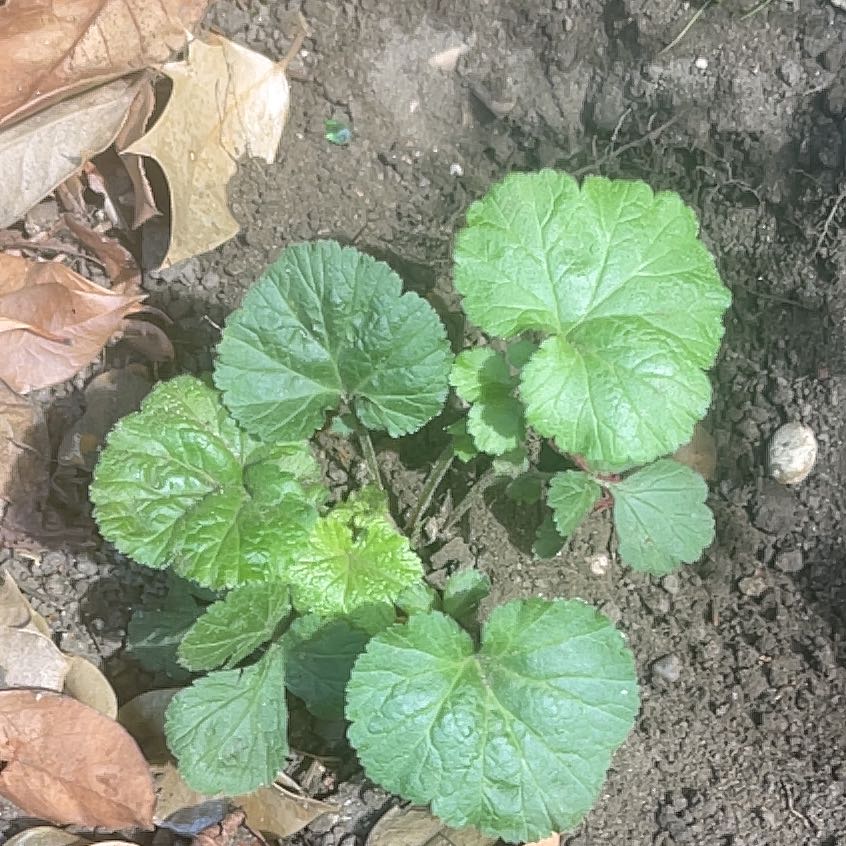 Photo of the plant species White Avens by @FreeViszsla named Captain Plant-it on Greg, the plant care app