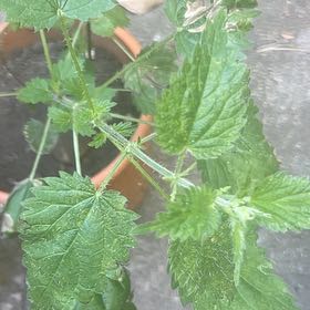 Photo of the plant species Hoary Stinging Nettle by @FreeViszsla named Duke on Greg, the plant care app