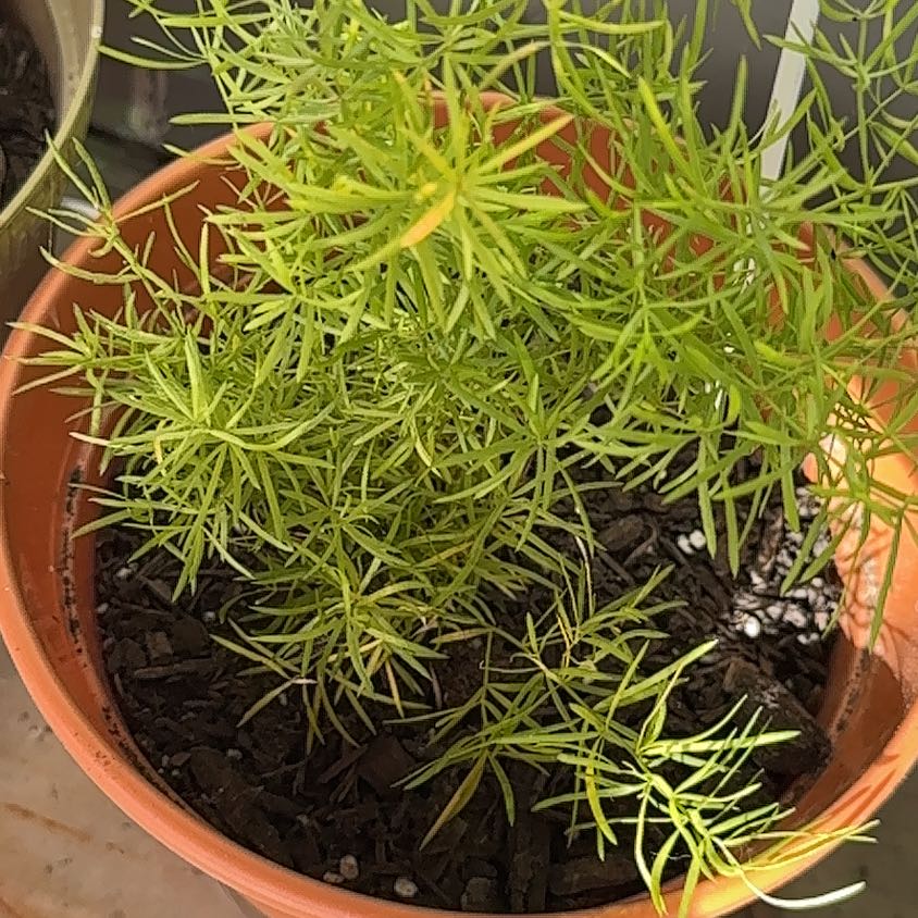 Potted Sprenger's Asparagus plant with vibrant green foliage and visible soil.