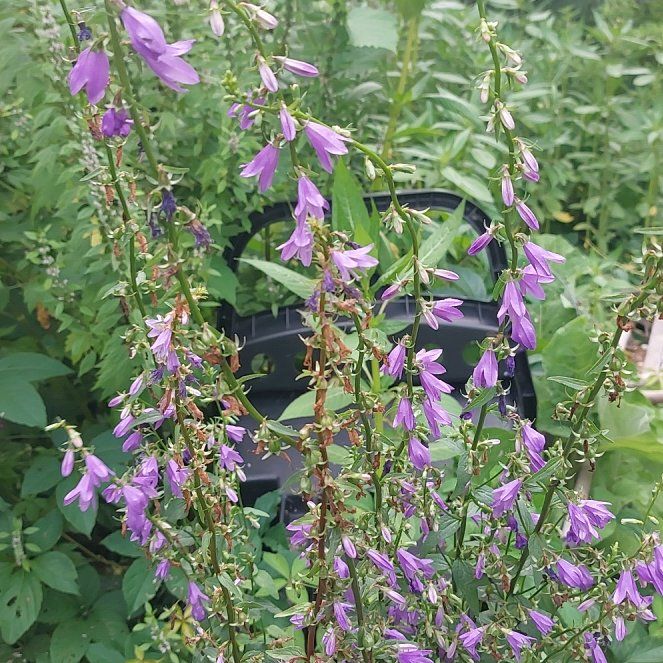 Photo of the plant species Rampion Bellflower by @BusyMuntingia named Ulysses S Plant on Greg, the plant care app
