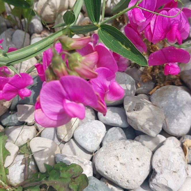 Photo of the plant species Lathyrus Latifolius by @BusyMuntingia named Osmo on Greg, the plant care app