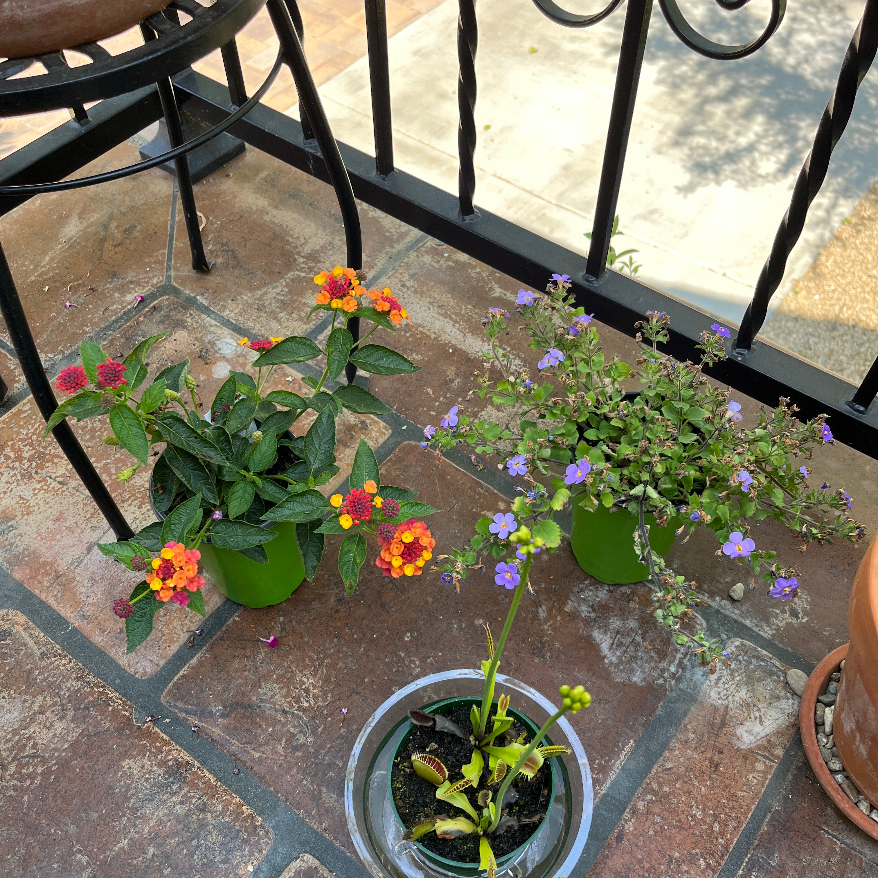 Three potted plants on a tiled surface, including a flowering Lantana.
