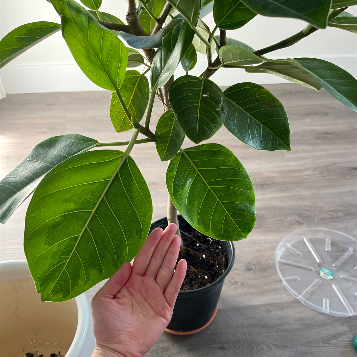 Healthy Council Tree plant with large green leaves and a hand for scale.