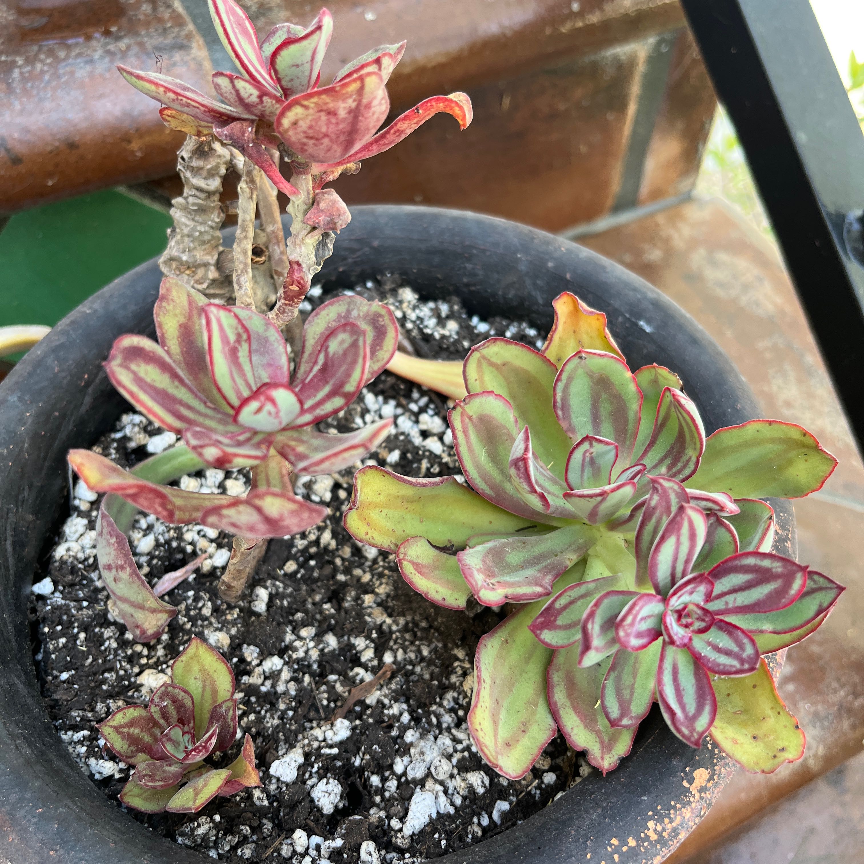 Painted Echeveria plant in a pot with some browning leaves and visible soil.