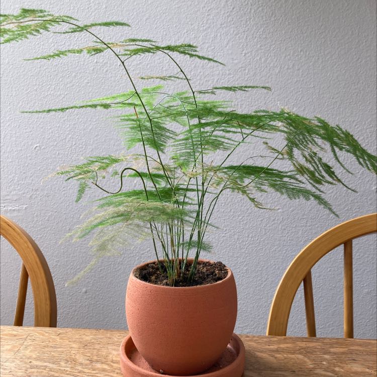 Photo of the plant species Asparagus Fern by @CuddlyPipevine named Your plant on Greg, the plant care app