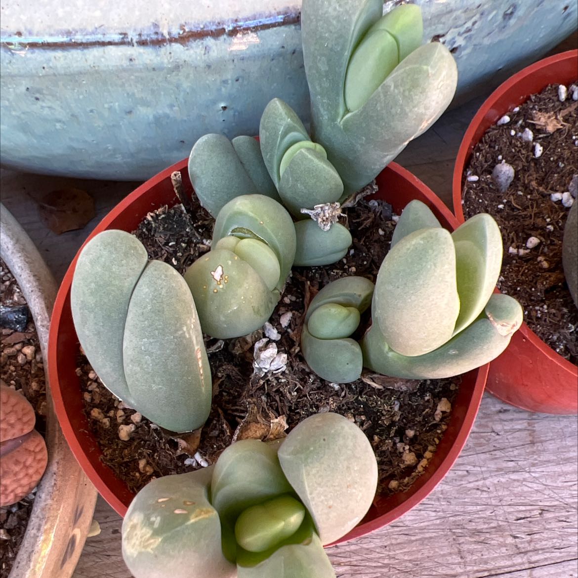 Photo of the plant species Cheiridopsis Peculiaris by @PoshBonsai named Other split on Greg, the plant care app