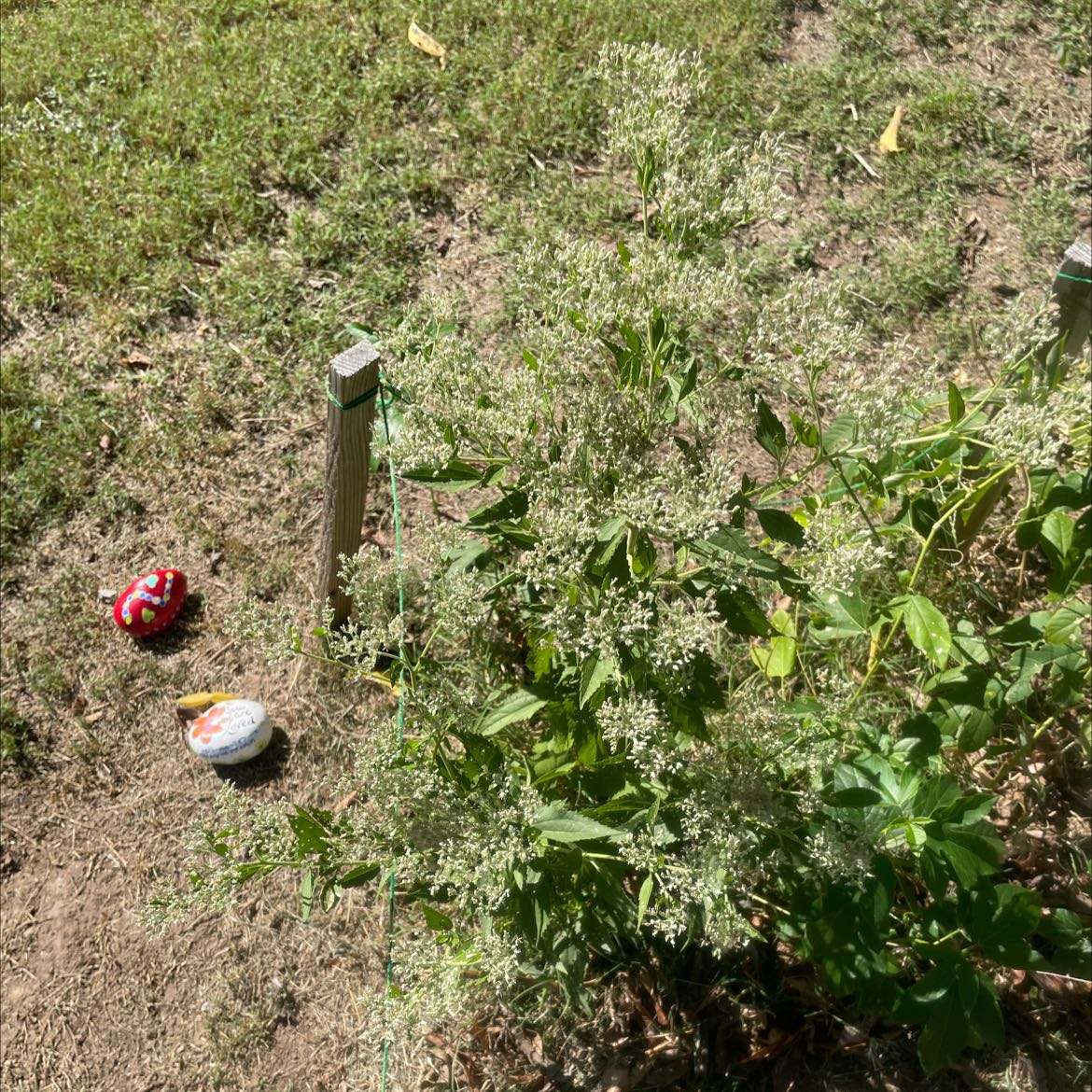 Photo of the plant species Fall Boneset by @NoblyGuasca named Your plant on Greg, the plant care app
