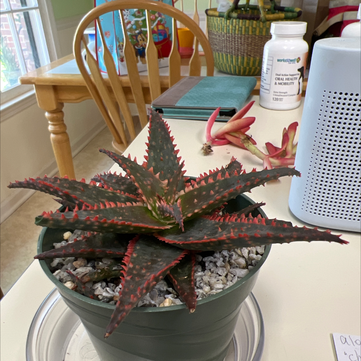 A healthy Aloe 'Christmas Sleigh' plant in a pot with gravel on the soil surface.