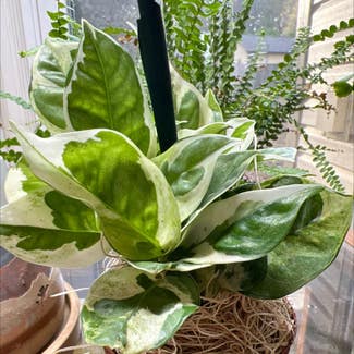 Pearls and Jade Pothos plant in Madison, Alabama