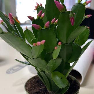 Easter Cactus plant in Madison, Alabama
