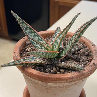Broad-Leaved Aloe plant in Madison, Alabama